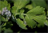 Смотреть изображение Chelidonium majus