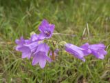 Смотреть изображение Campanula praealta