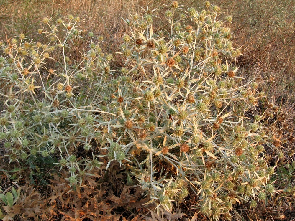 Изображение особи Eryngium campestre.