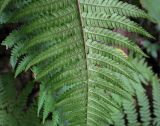 View full-size image Dryopteris filix-mas
