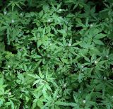 Смотреть изображение Anemone reflexa