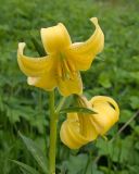 View full-size image Lilium monadelphum