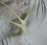 View full-size image Lepidium vesicarium