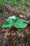 View full-size image Trillium camschatcense