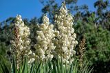 View full-size image Yucca gigantea