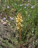 View full-size image Orobanche lutea