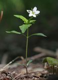 View full-size image Pseudostellaria heterophylla