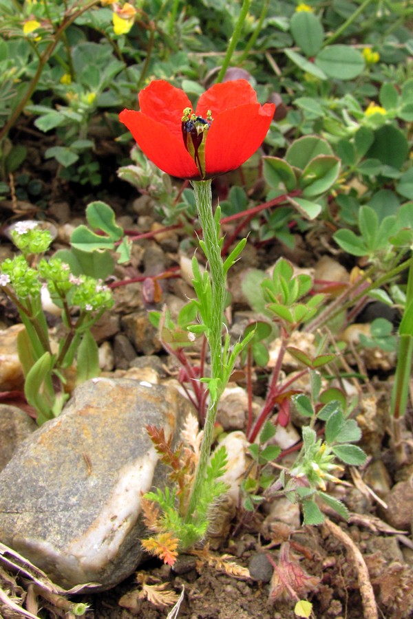 Image of Papaver minus specimen.