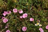 View full-size image Convolvulus cantabrica