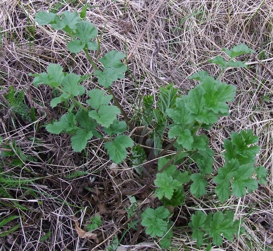 Изображение особи род Heracleum.