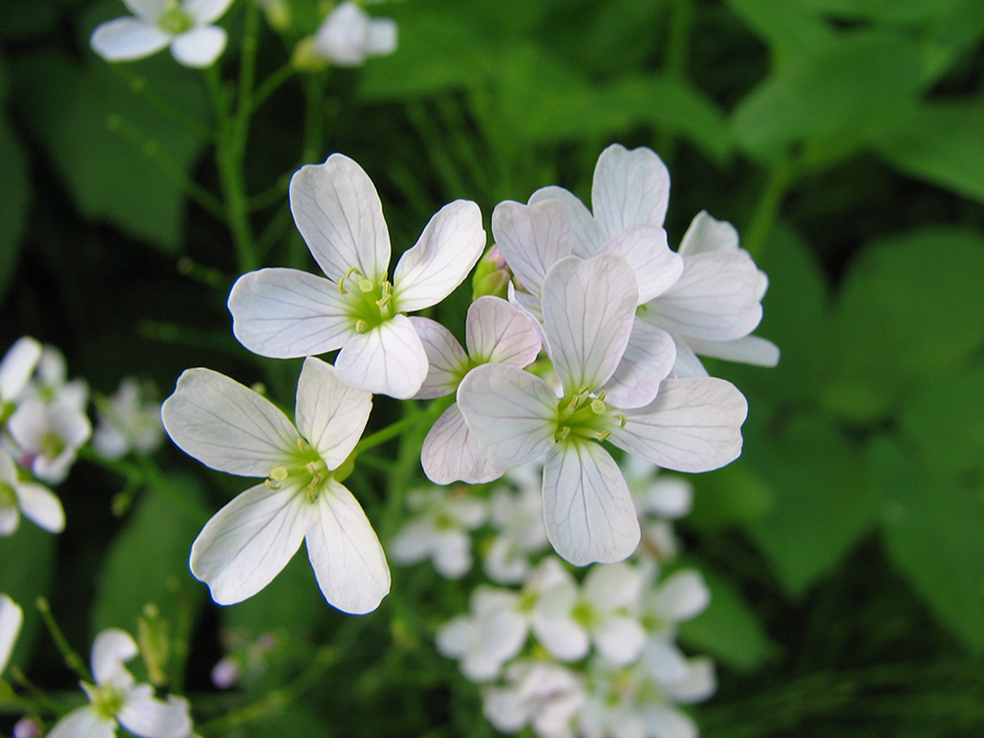 Изображение особи Cardamine pratensis.