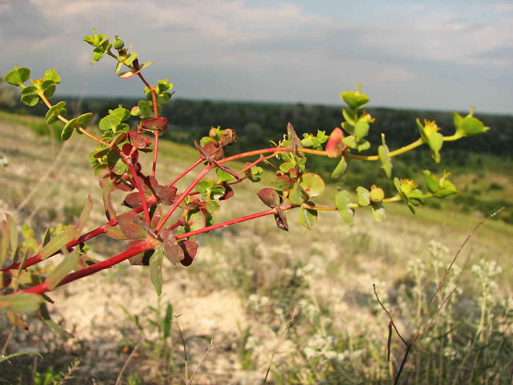 Image of Euphorbia petrophila specimen.