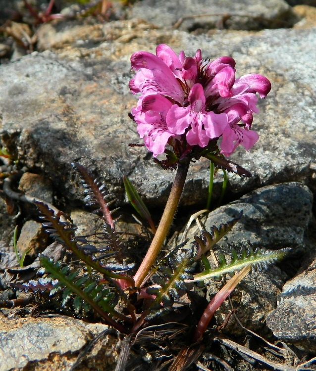 Image of Pedicularis sudetica ssp. arctoeuropaea specimen.