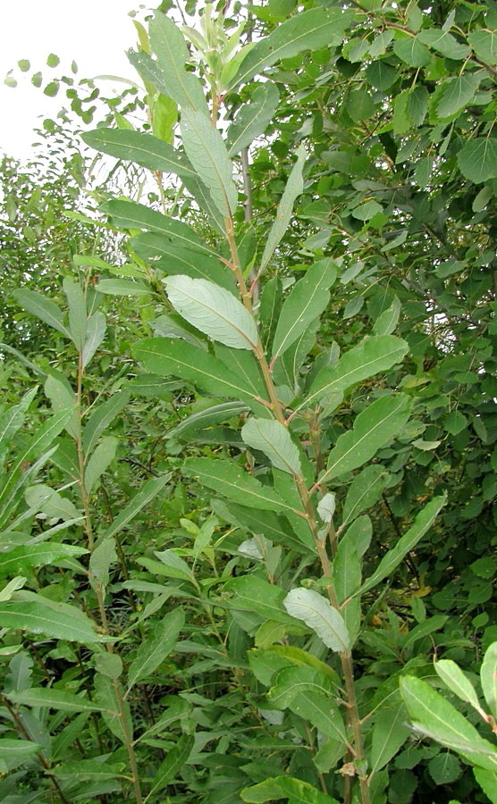 Image of Salix cinerea specimen.