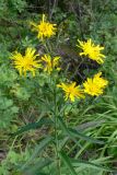 Hieracium umbellatum. Верхушка цветущего растения. Свердловская обл., окр. г. Североуральск, Второй Северный, обочина дороги. 04.08.2011.