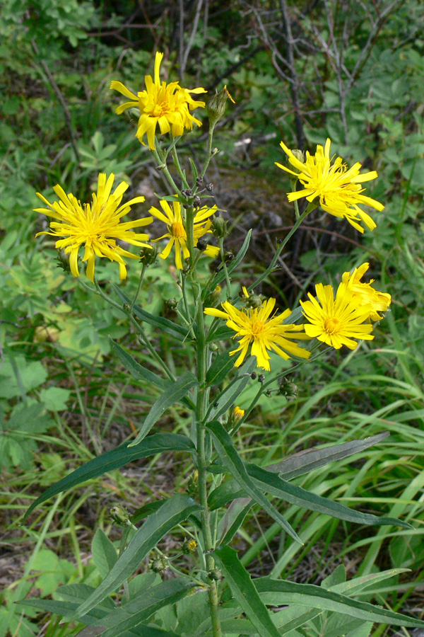 Image of Hieracium umbellatum specimen.