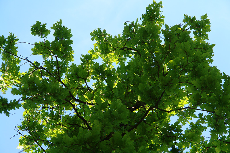 Image of Quercus robur specimen.