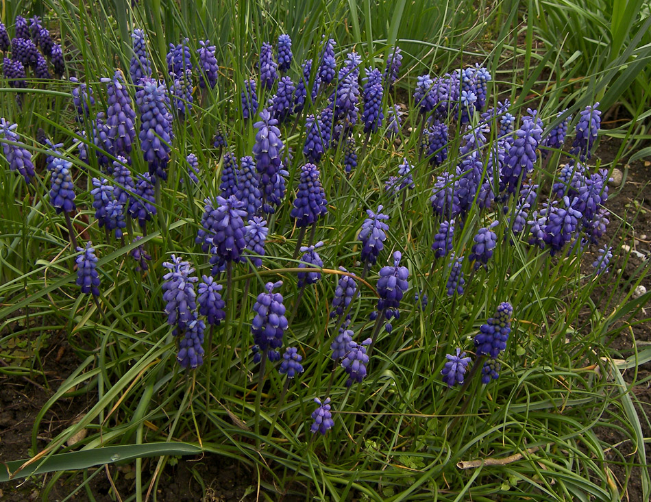 Image of Muscari dolichanthum specimen.