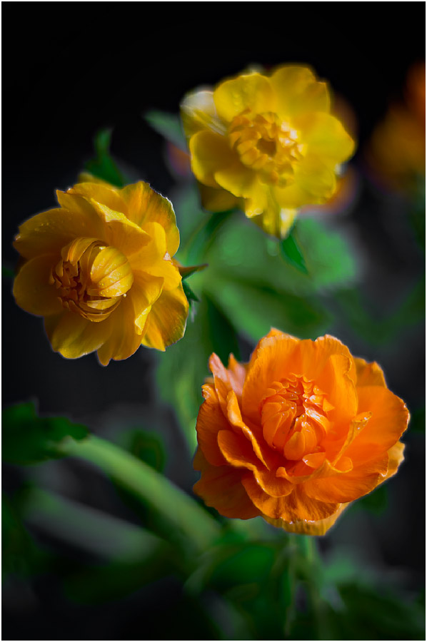 Image of Trollius asiaticus specimen.