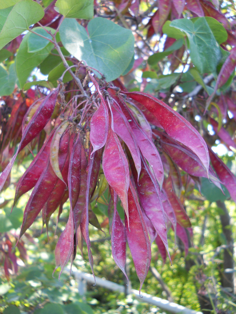 Image of Cercis siliquastrum specimen.