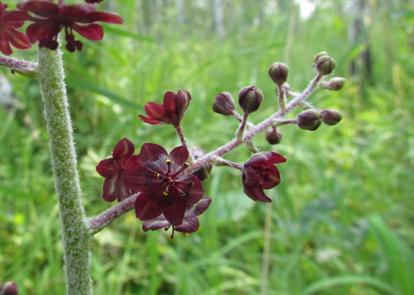 Изображение особи Veratrum nigrum.