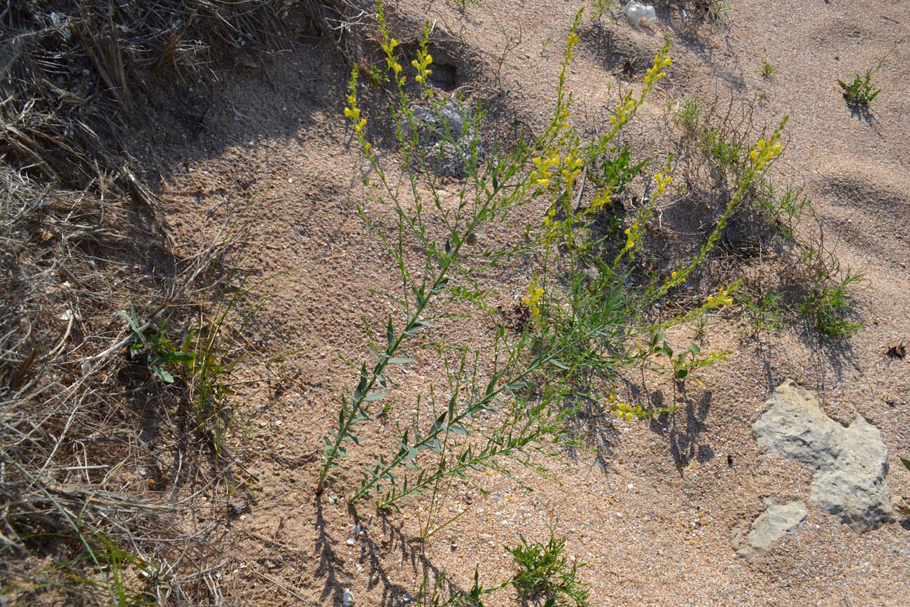 Image of Linaria genistifolia specimen.