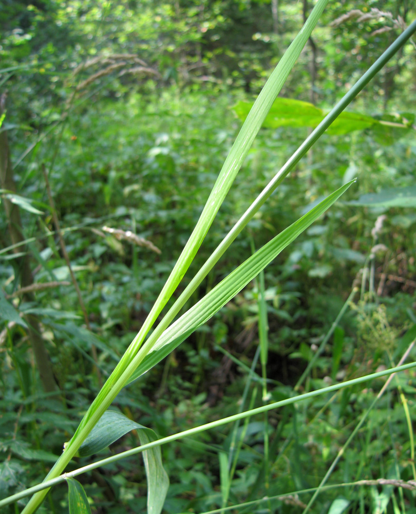 Изображение особи Phalaroides arundinacea.