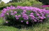 Phlox paniculata. Разросшееся цветущее растение. Германия, г. Krefeld, в ботаническом саду. 31.07.2012.