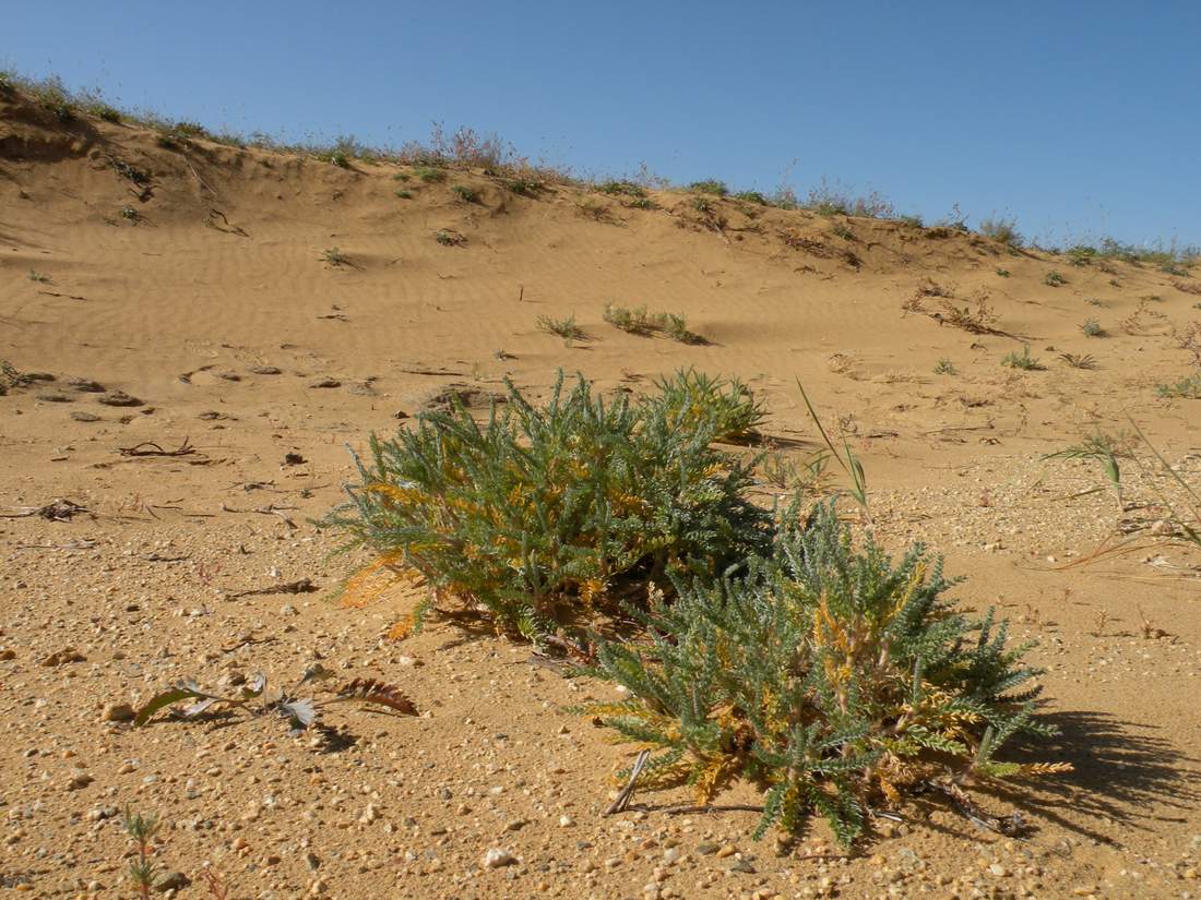 Image of Oxytropis lanata specimen.