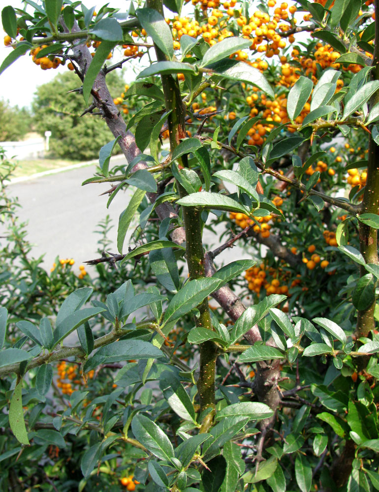 Image of Pyracantha coccinea specimen.