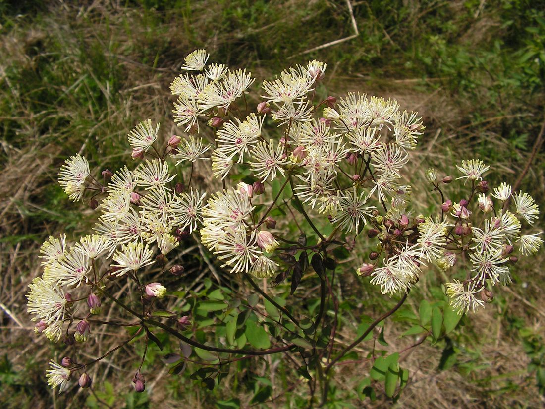 Image of Thalictrum contortum specimen.