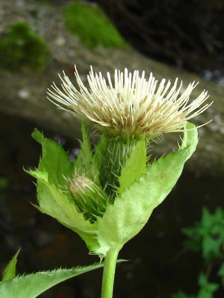 Изображение особи Cirsium oleraceum.