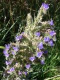 Echium vulgare. Верхушка побега с соцветием. Испания, автономное сообщество Кастилия и Леон, провинция Бургос, комарка Альфос-де-Бургос, окрестности г. Бургос, возле зарослей кустарников. 18.07.2012.