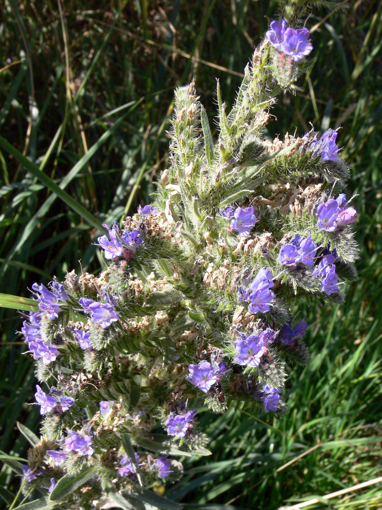 Image of Echium vulgare specimen.