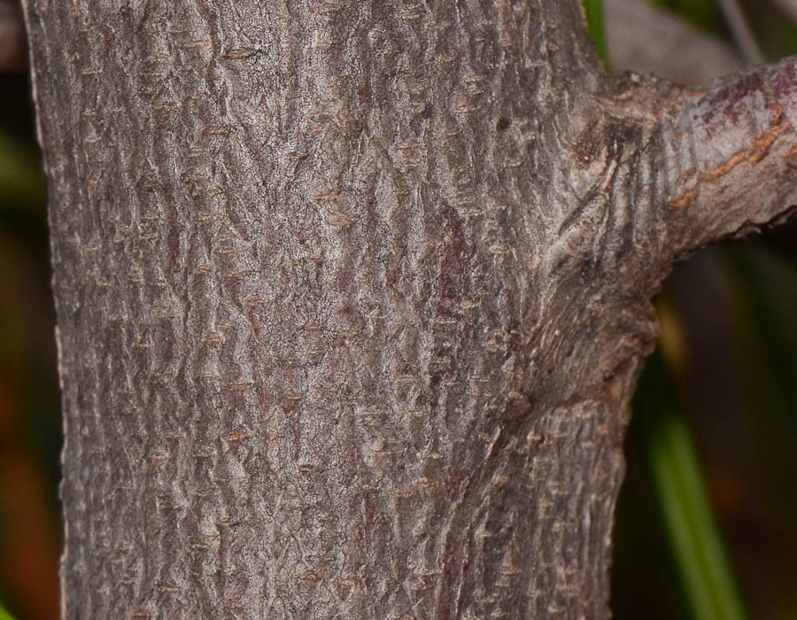 Image of Grevillea longistyla specimen.