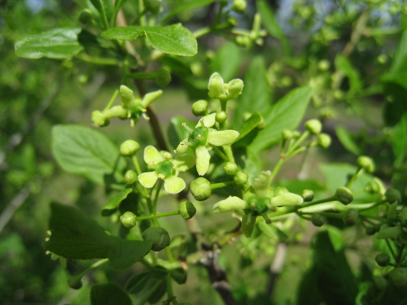 Image of Euonymus europaeus specimen.