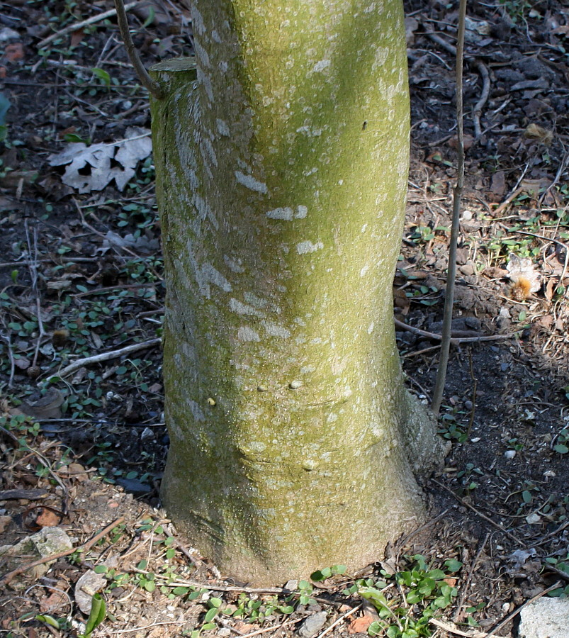 Изображение особи Alangium platanifolium.