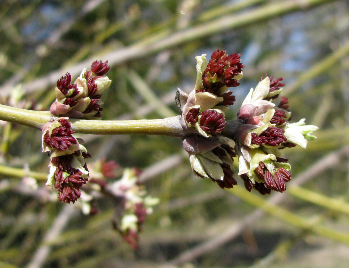 Image of Acer negundo specimen.