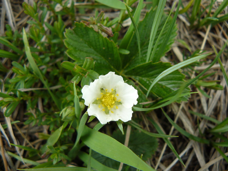 Изображение особи Fragaria campestris.