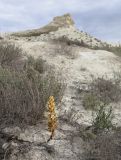 Cistanche trivalvis. Цветущее растение. Западный Казахстан, плато Аккерегешин 45 км NO пос. Кульсары. 03.05.2013.