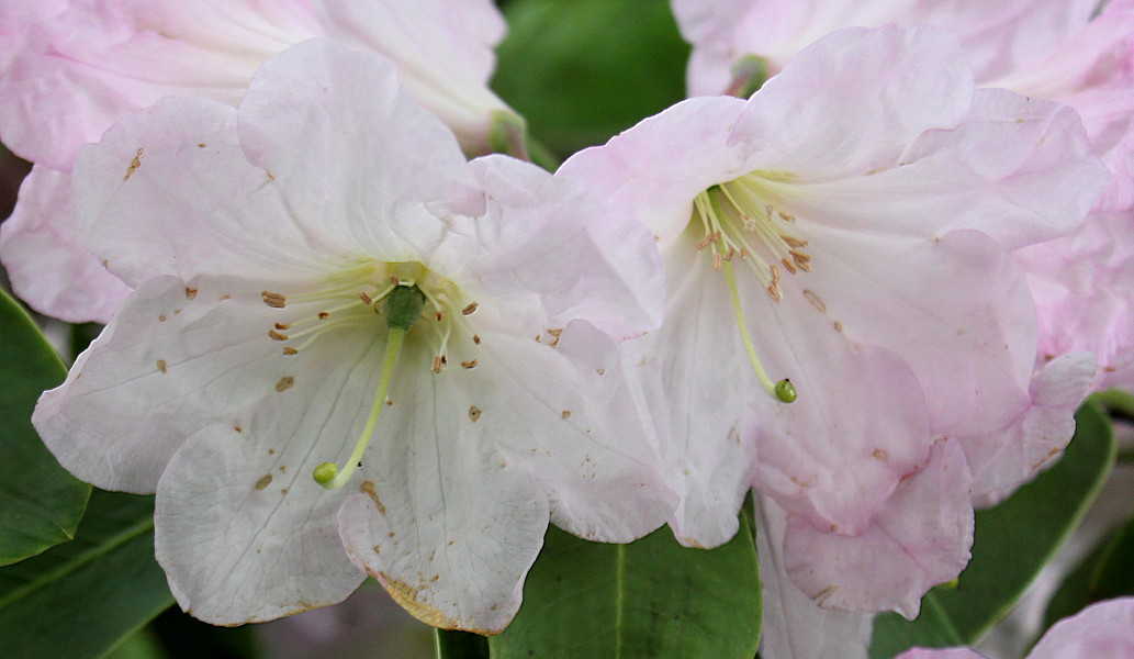 Image of Rhododendron fortunei specimen.