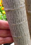 Смотреть изображение Euphorbia cotinifolia