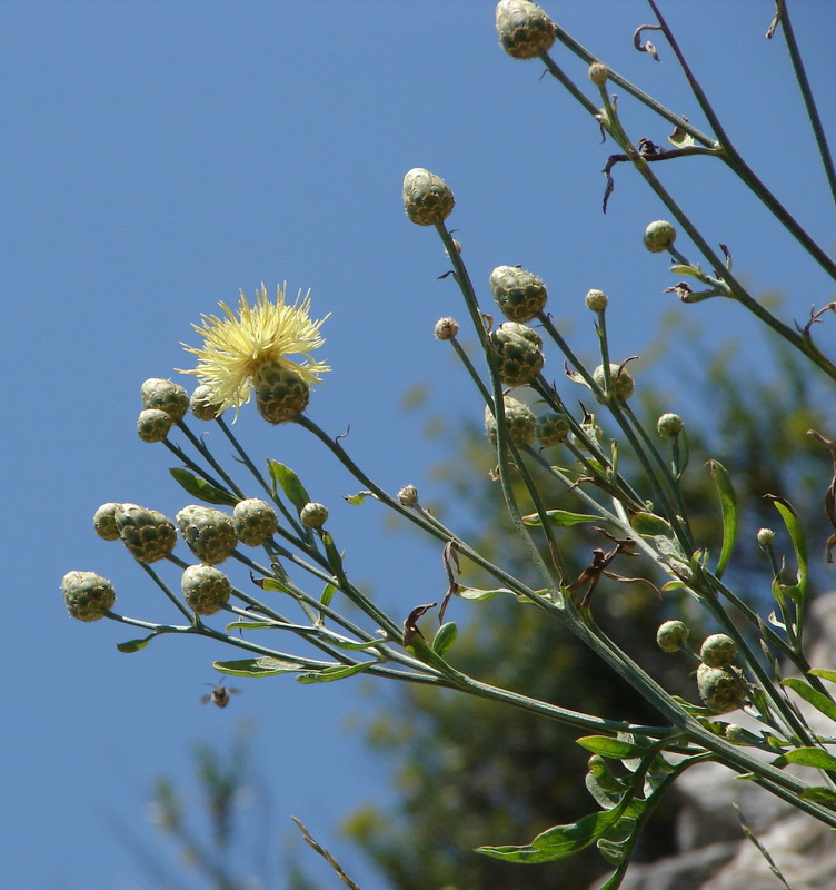 Image of Centaurea salonitana specimen.