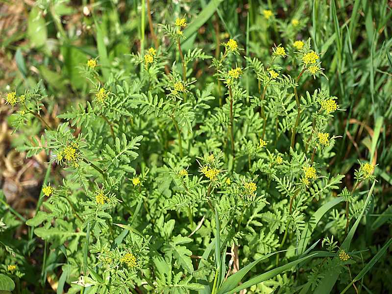 Изображение особи Rorippa palustris.