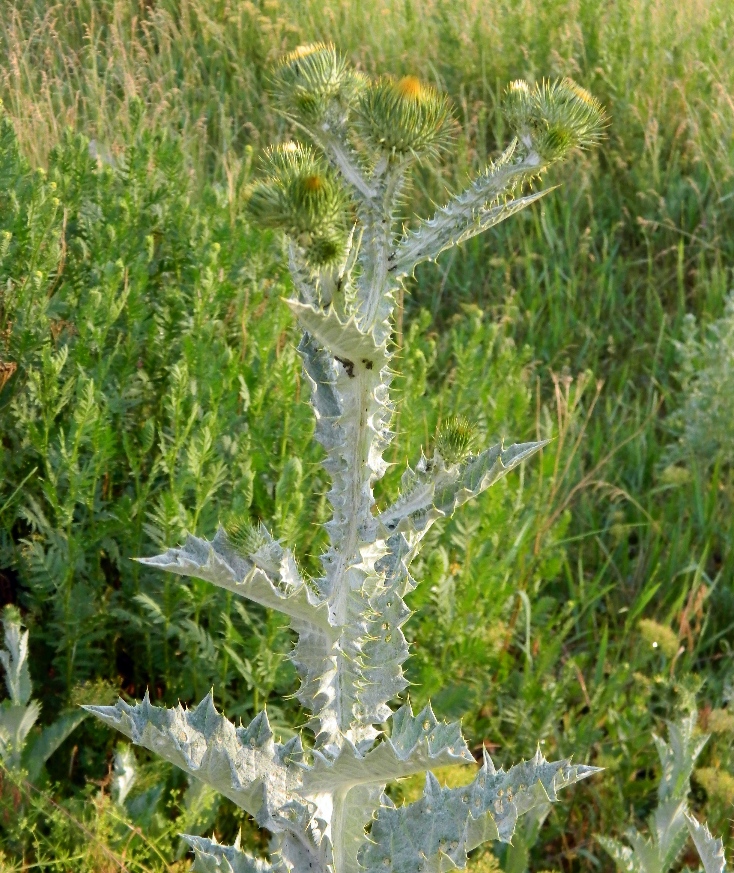 Image of Onopordum acanthium specimen.