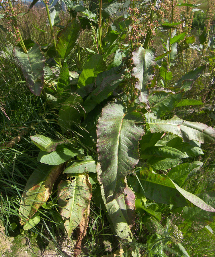 Изображение особи Rumex patientia.