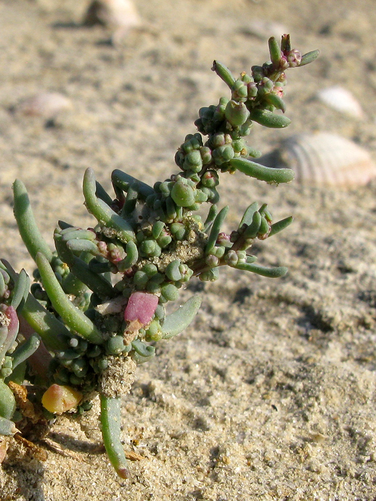 Image of genus Suaeda specimen.