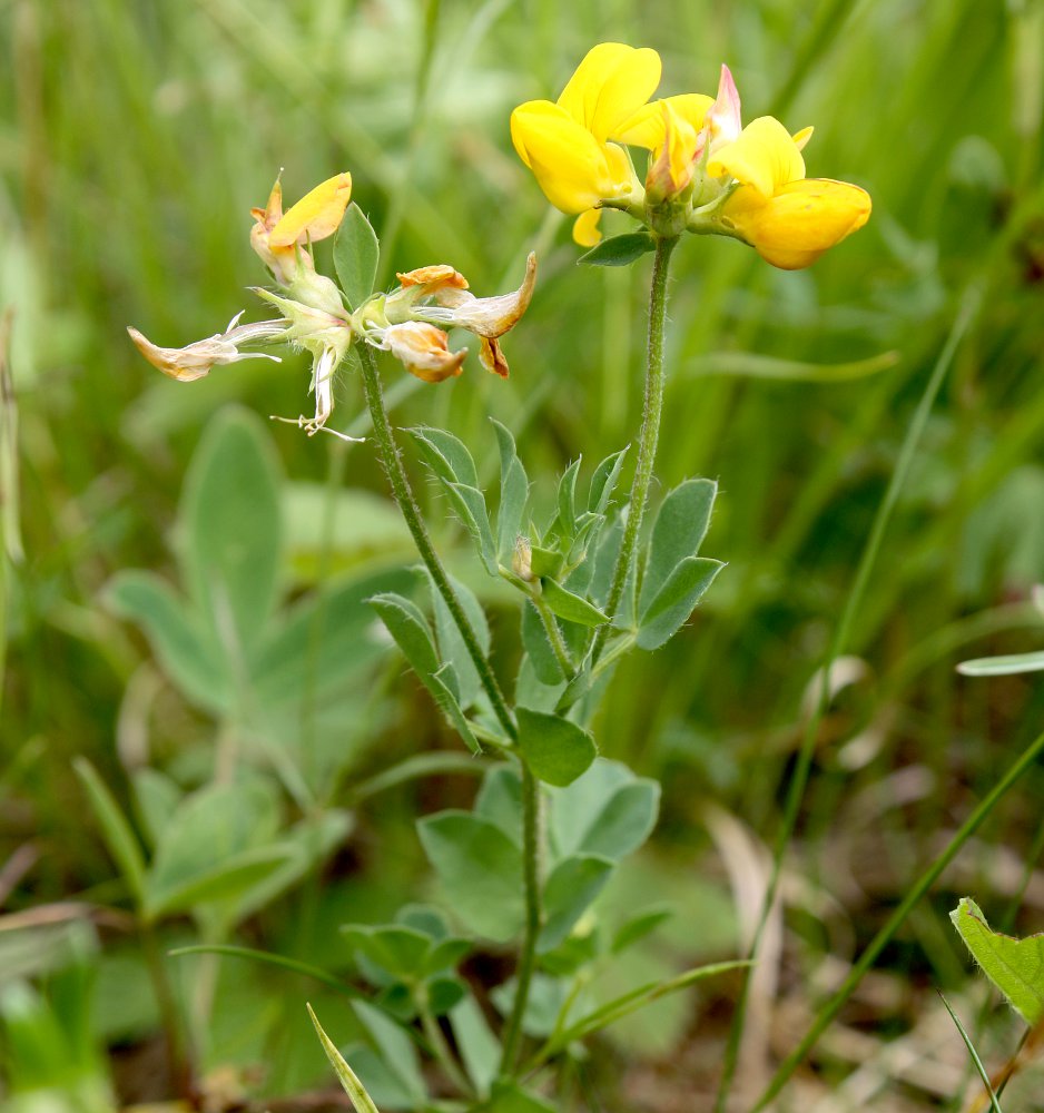 Image of Lotus balticus specimen.