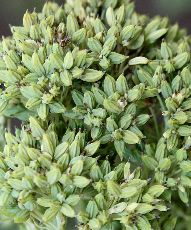 Image of Thalictrum glaucum specimen.