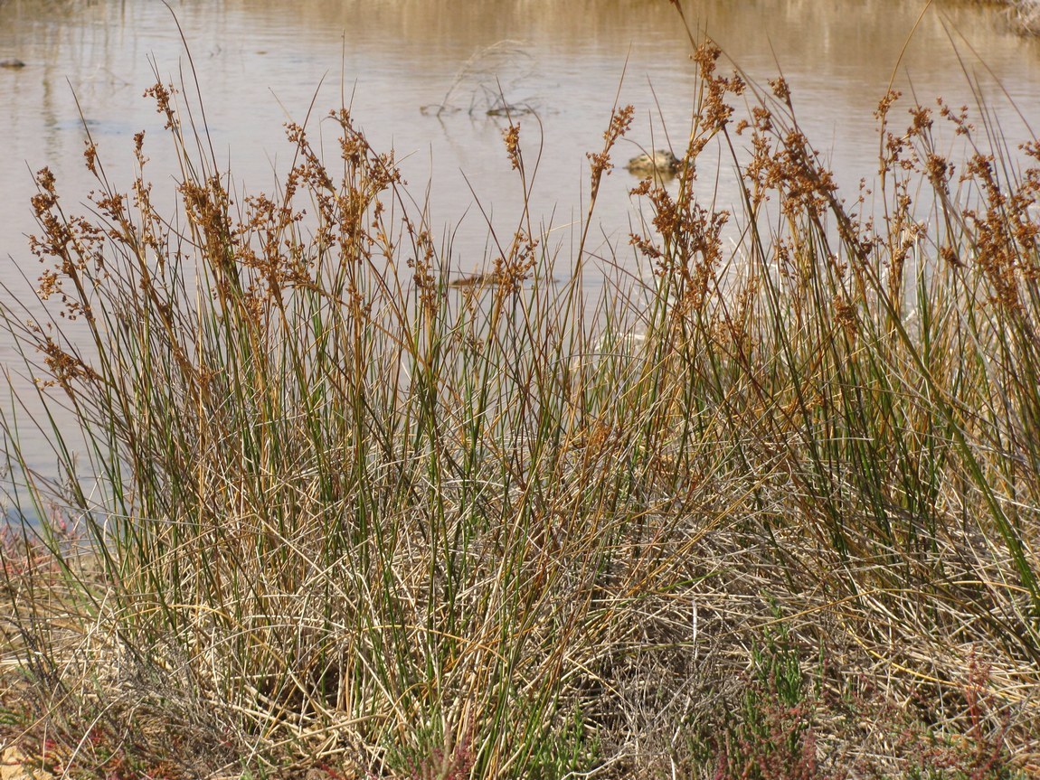 Изображение особи Juncus maritimus.